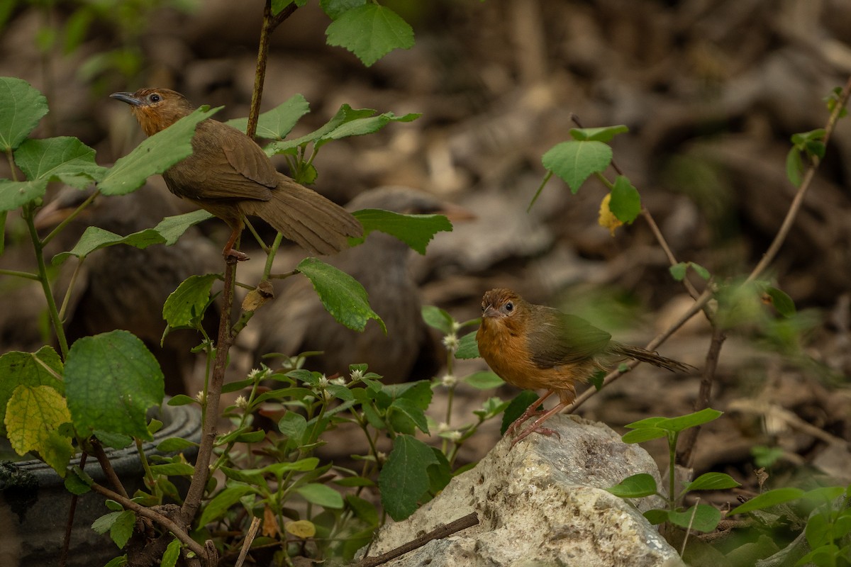 Tawny-bellied Babbler - ML637532123