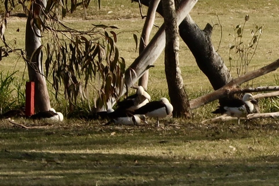 Radjah Shelduck - ML637532129