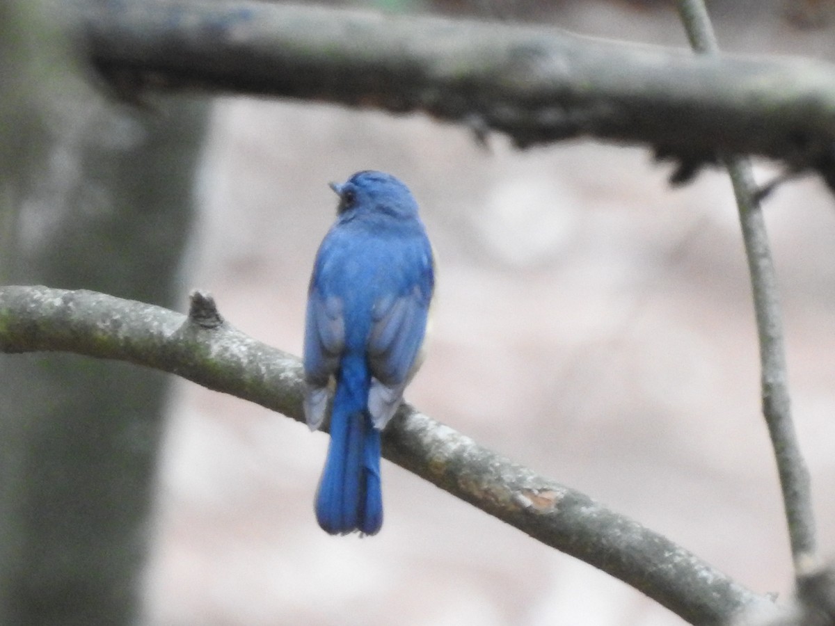 Zappey's Flycatcher - ML637532133