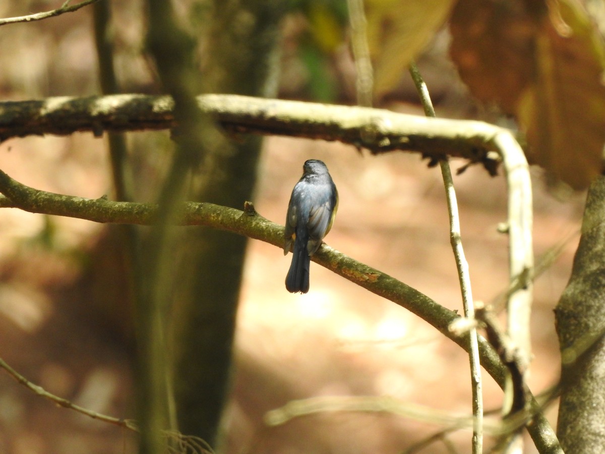 Zappey's Flycatcher - ML637532134