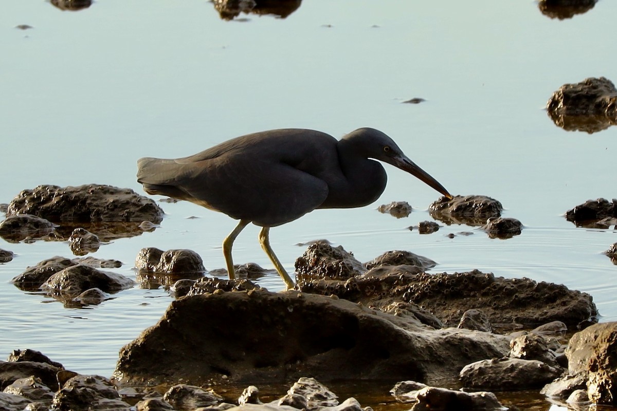 Pacific Reef-Heron - ML637532135