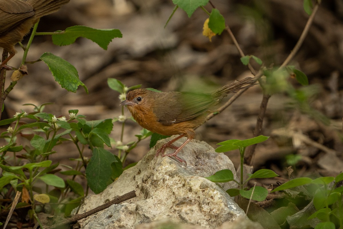 Tawny-bellied Babbler - ML637532139