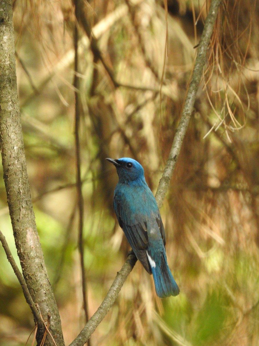 Zappey's Flycatcher - ML637532145