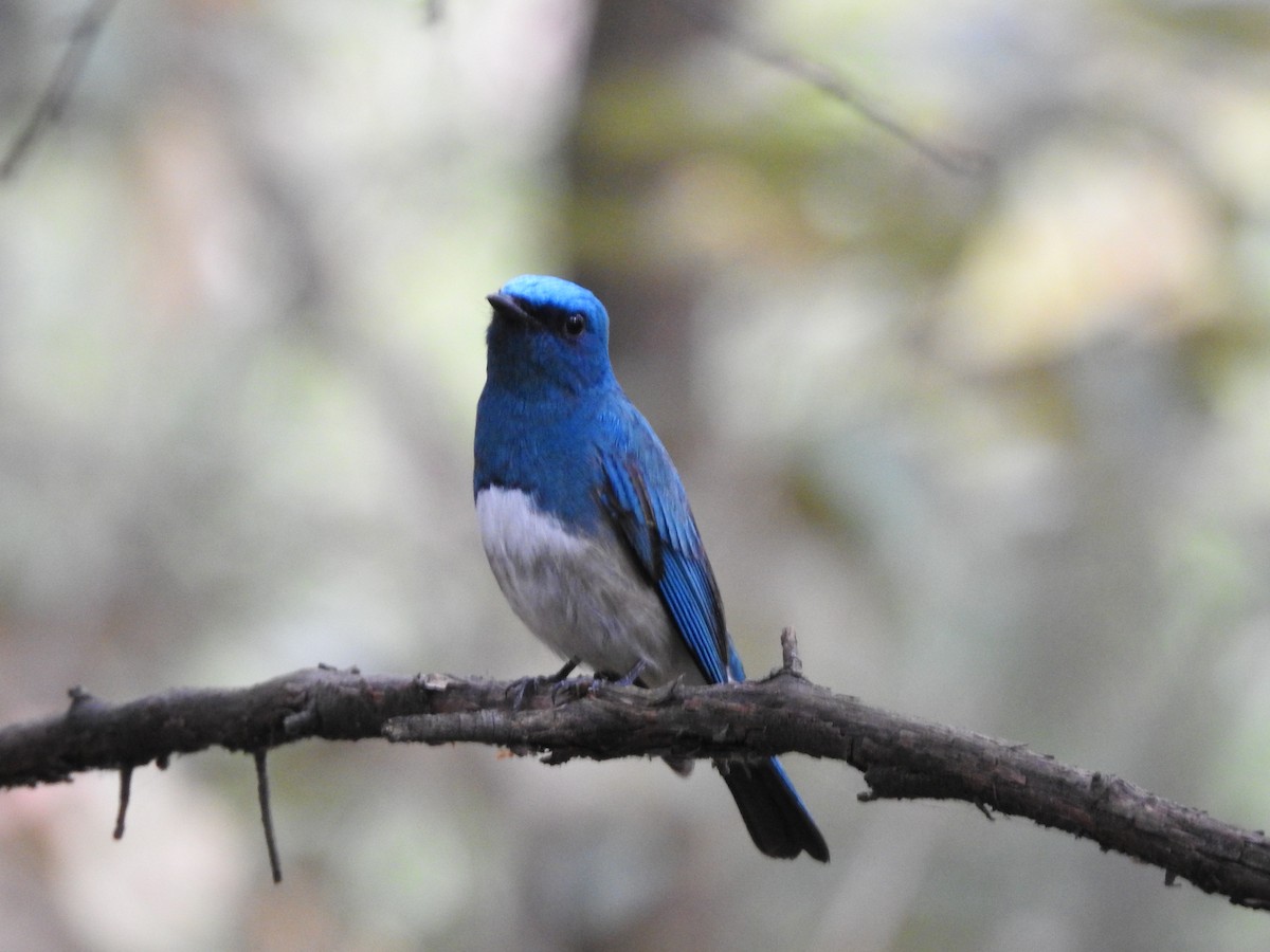 Zappey's Flycatcher - ML637532148