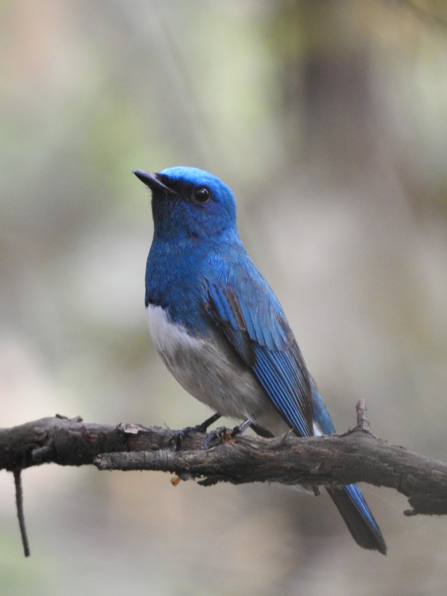 Zappey's Flycatcher - ML637532149