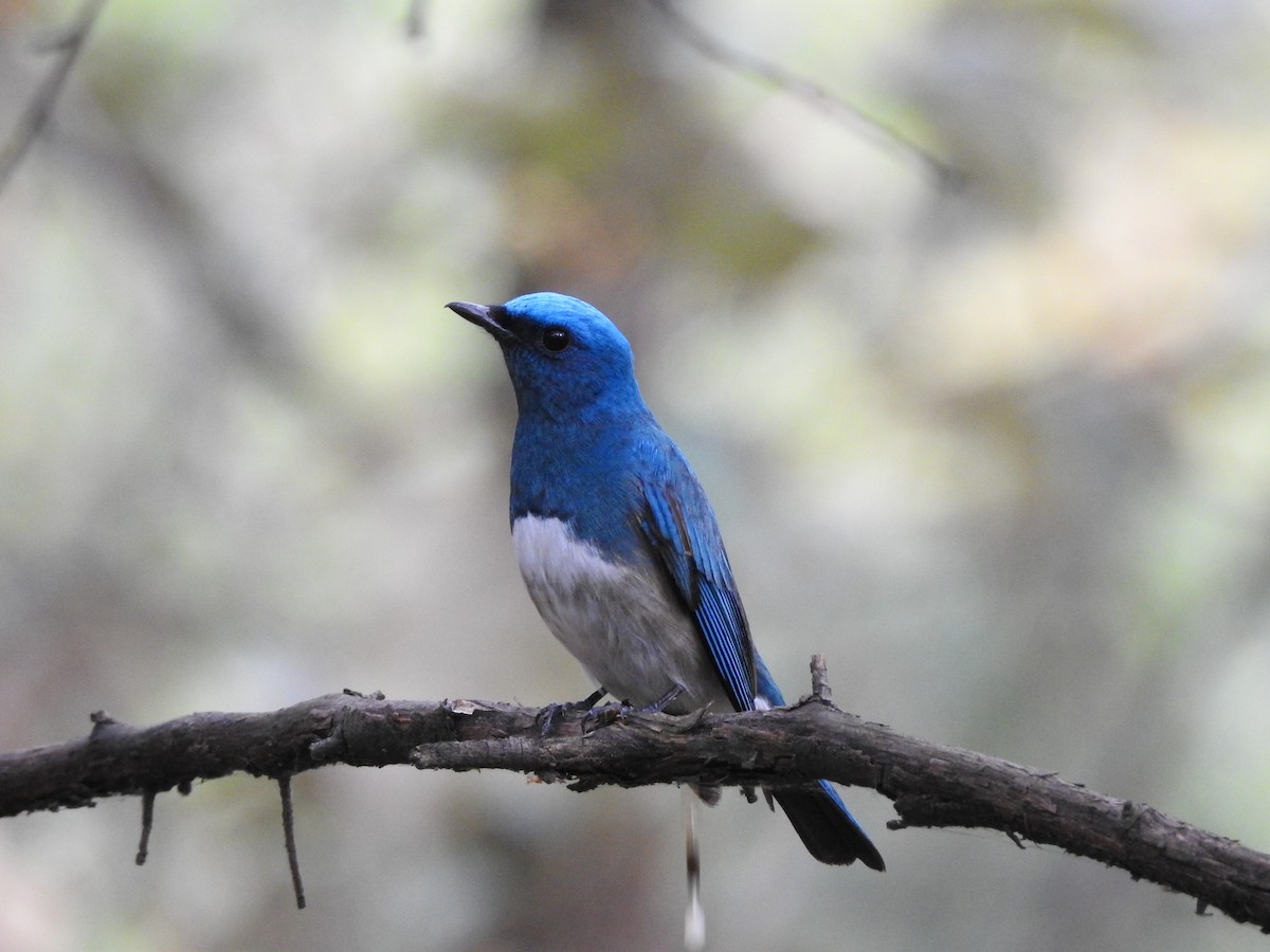 Zappey's Flycatcher - ML637532150