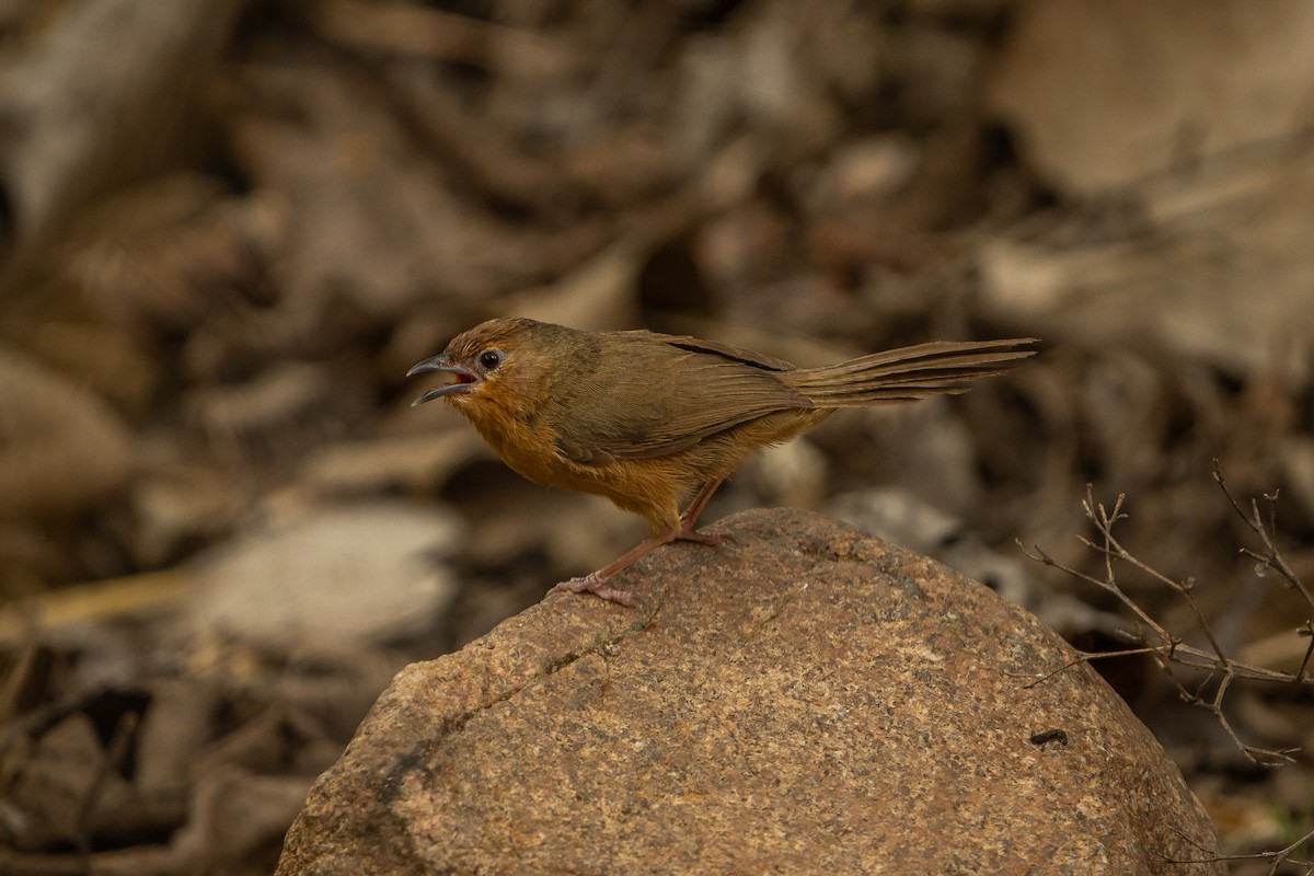 Tawny-bellied Babbler - ML637532157