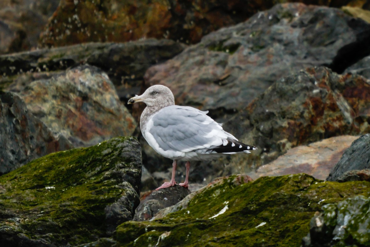 American Herring Gull - ML637532164