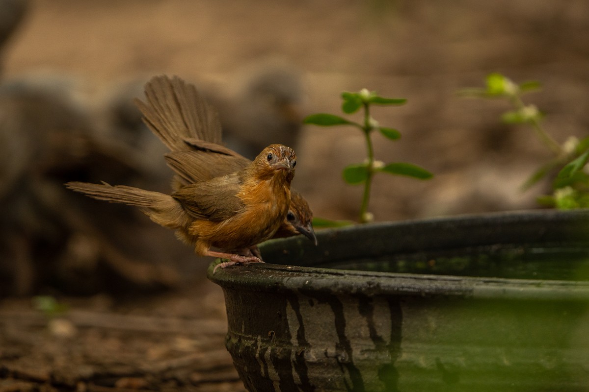 Tawny-bellied Babbler - ML637532186
