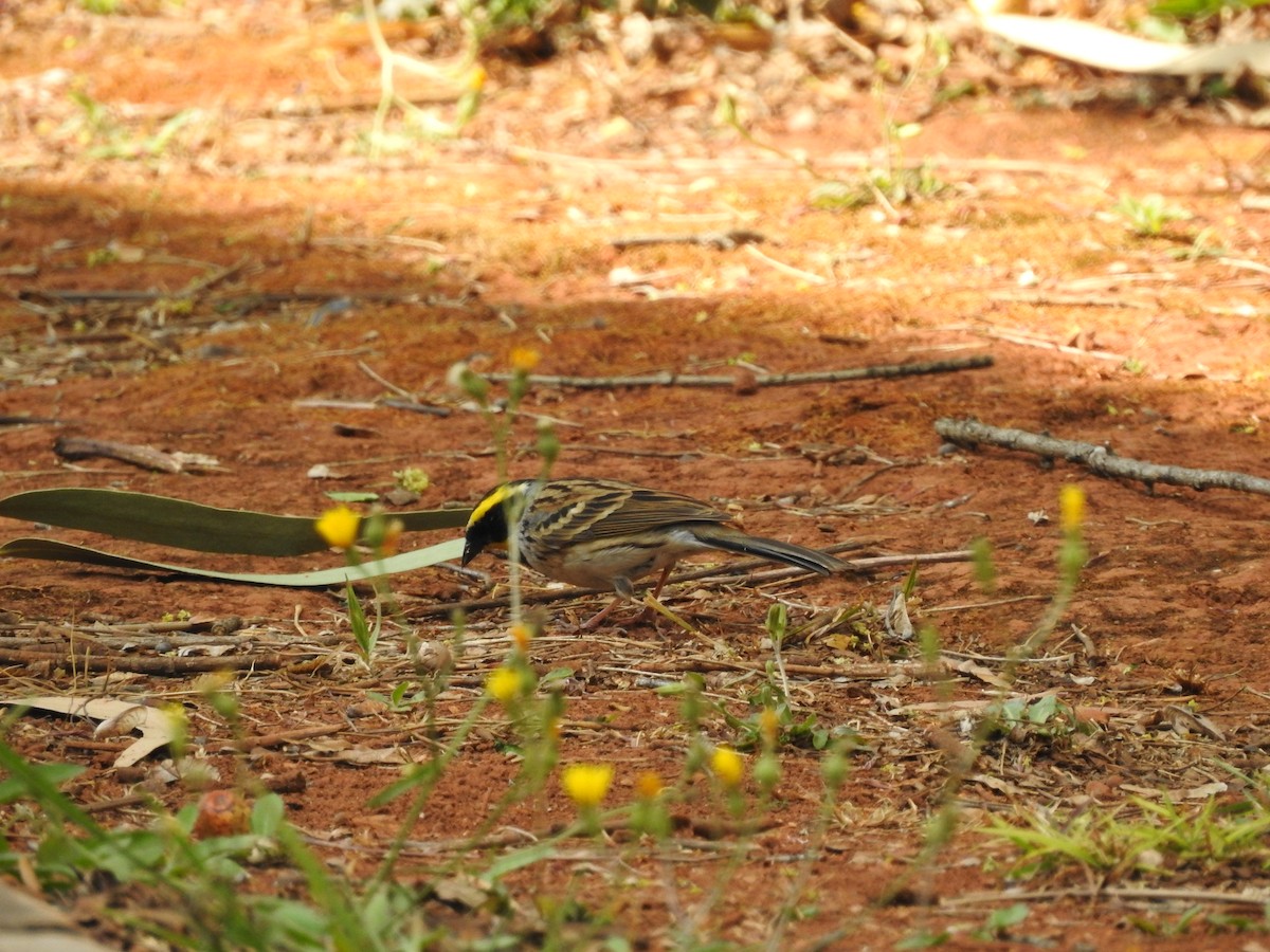 Yellow-throated Bunting - ML637532224