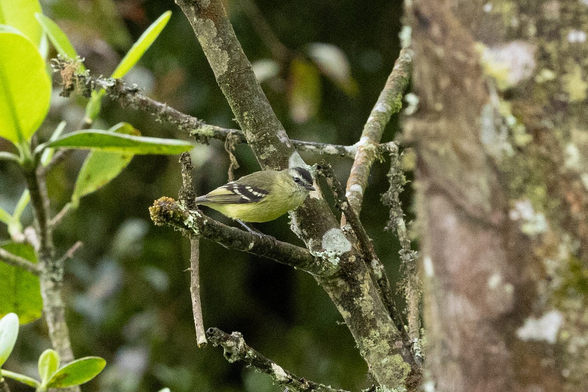 Black-capped Tyrannulet - ML637532226