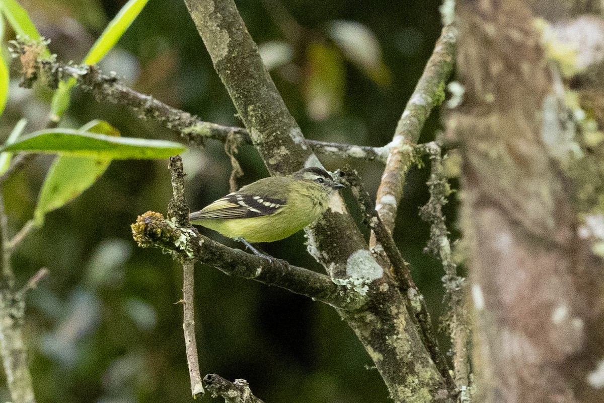Black-capped Tyrannulet - ML637532227