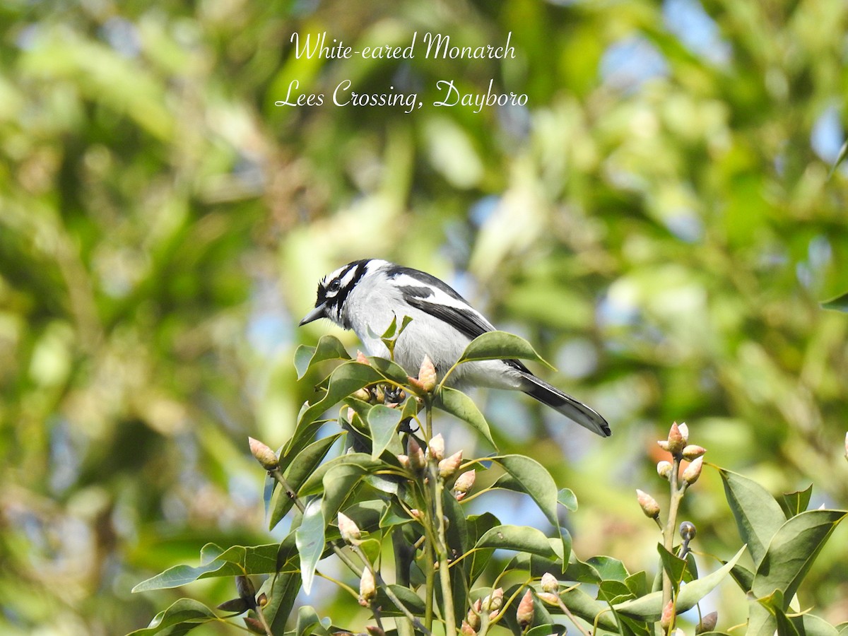 White-eared Monarch - ML637532383