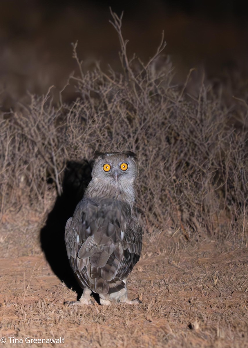 Dusky Eagle-Owl - ML637532449