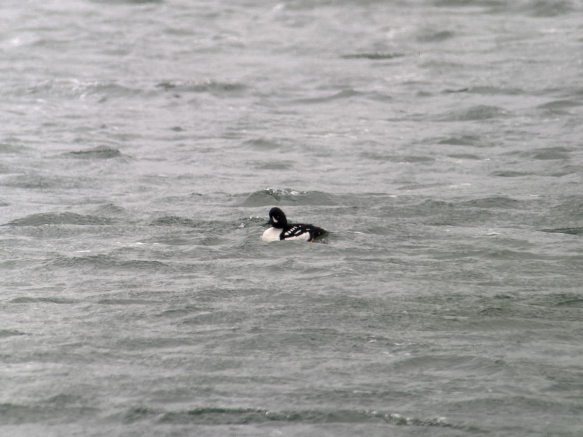 Barrow's Goldeneye - ML637532479