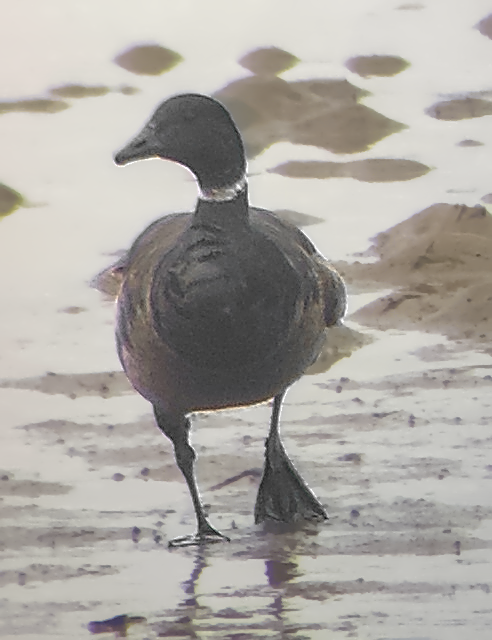 Brant (Black) - ML637532493