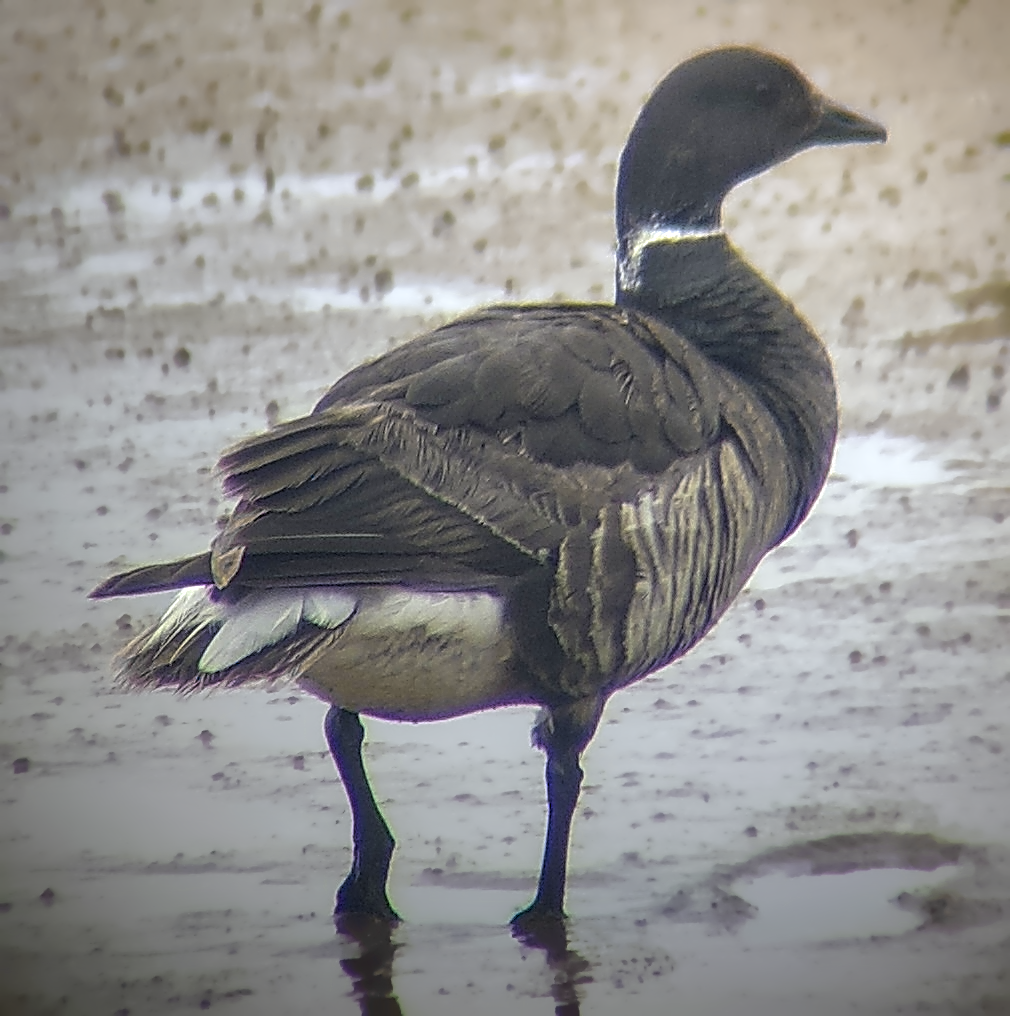Brant (Black) - ML637532494