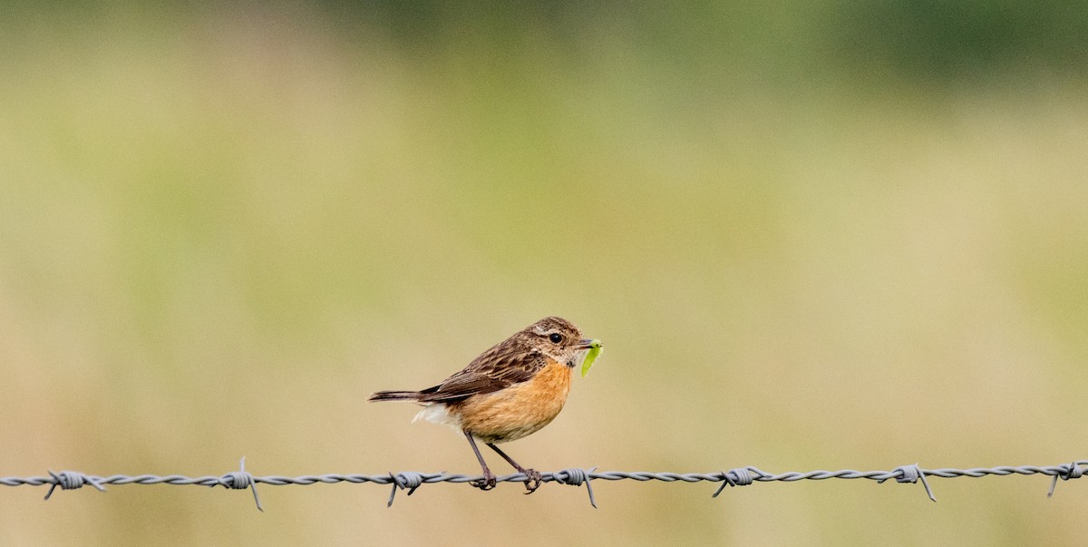 European Stonechat - ML637532502