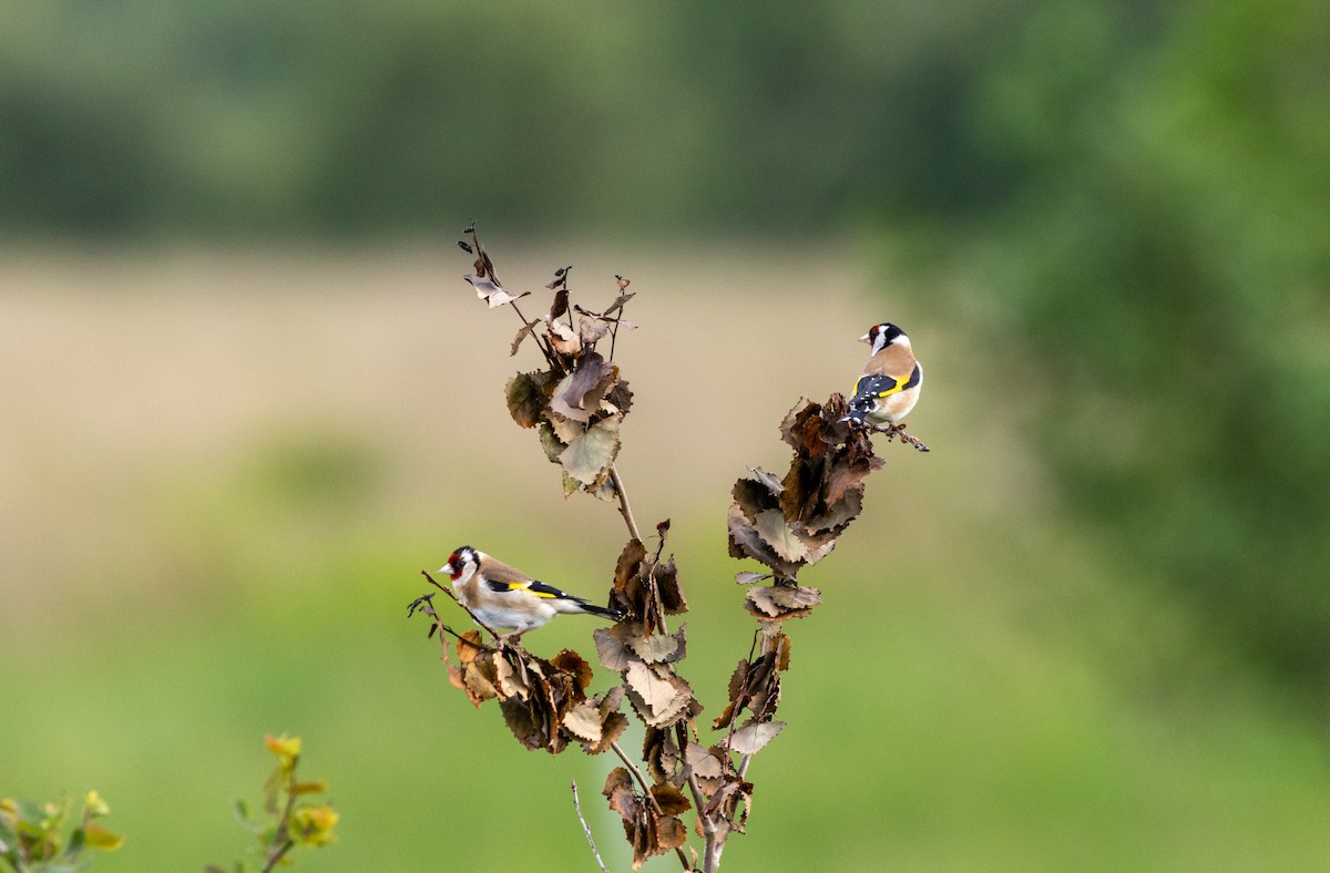 European Goldfinch - ML637532507