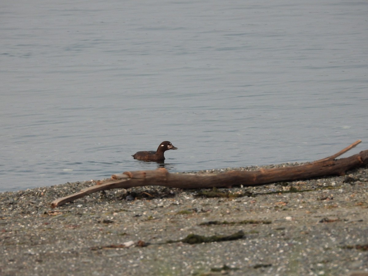 Harlequin Duck - ML637532511