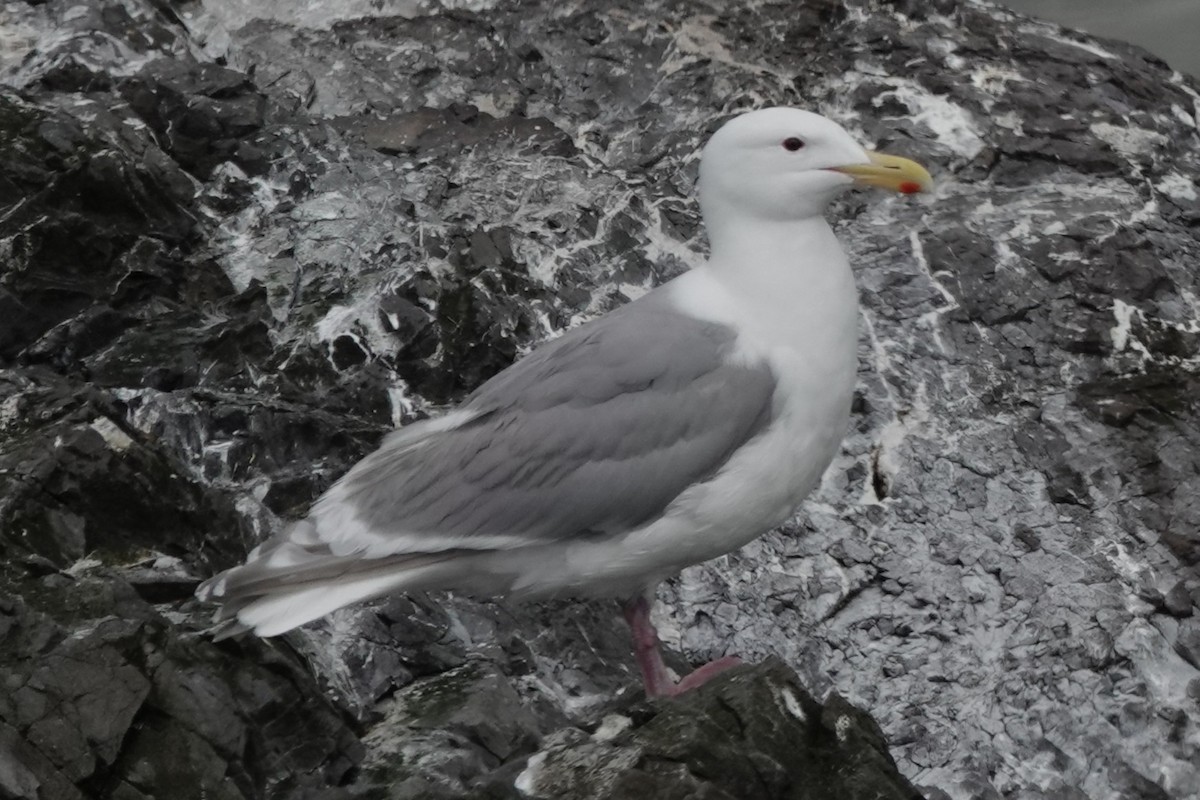 Glaucous-winged Gull - ML637532520