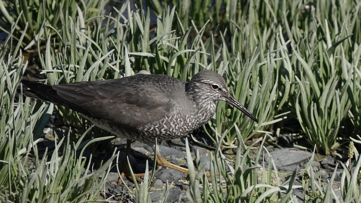 Wandering Tattler - ML637532567