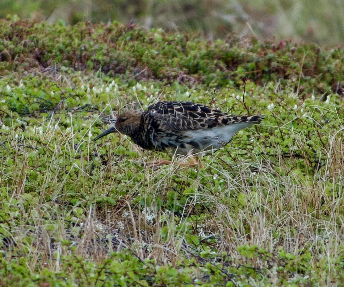 Ruff - ML637532582