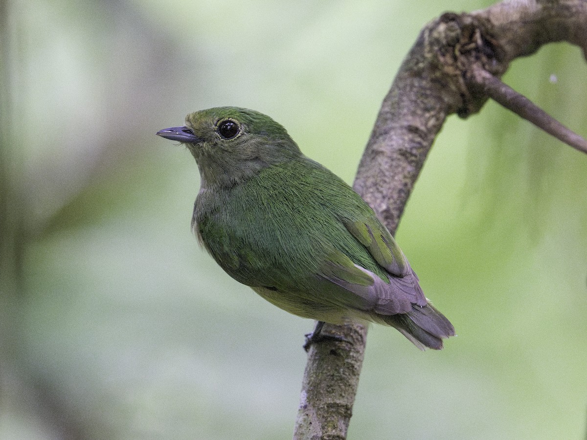 Velvety Manakin - ML637532589