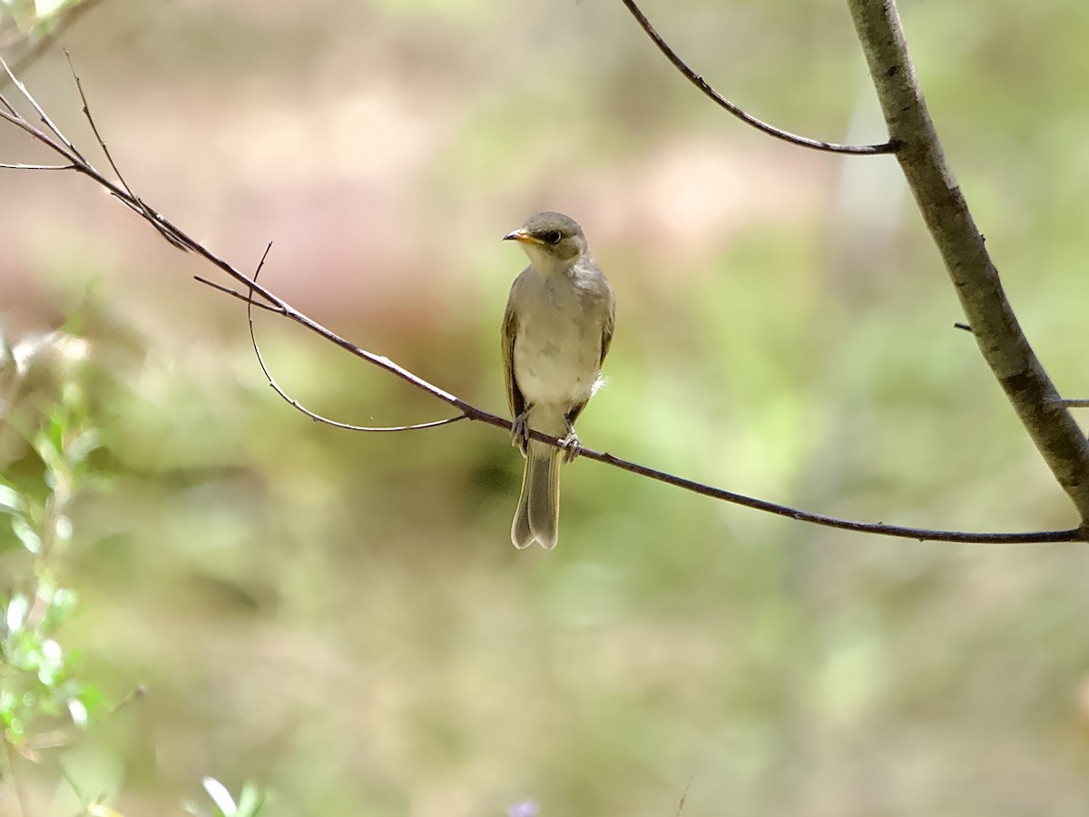 Fuscous Honeyeater - ML637532599