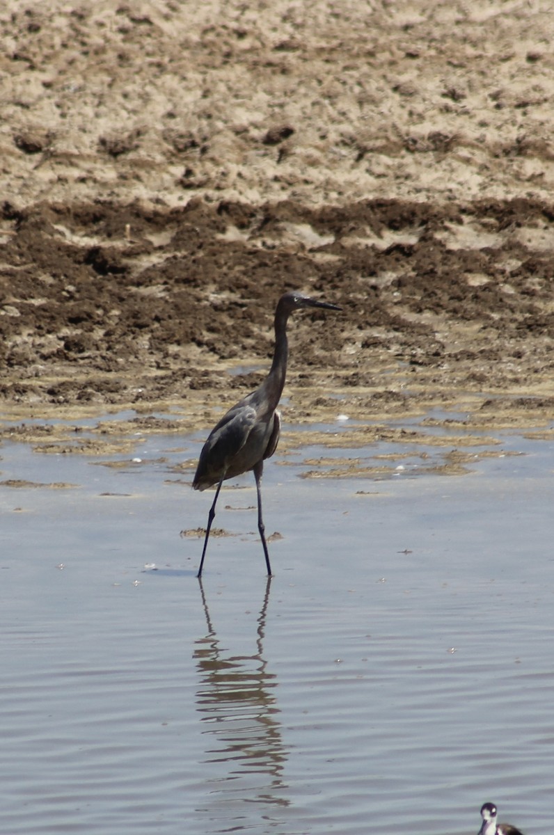 アカクロサギ - ML637532607