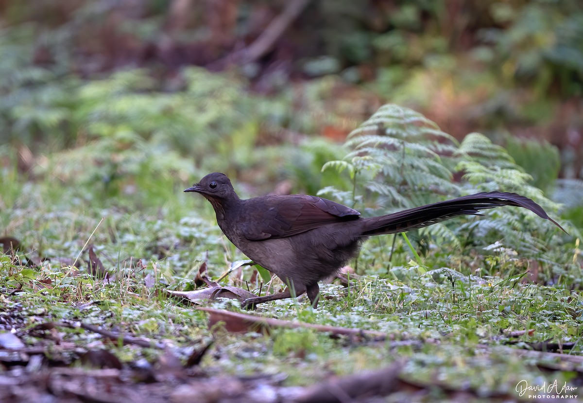 Superb Lyrebird - ML637532649