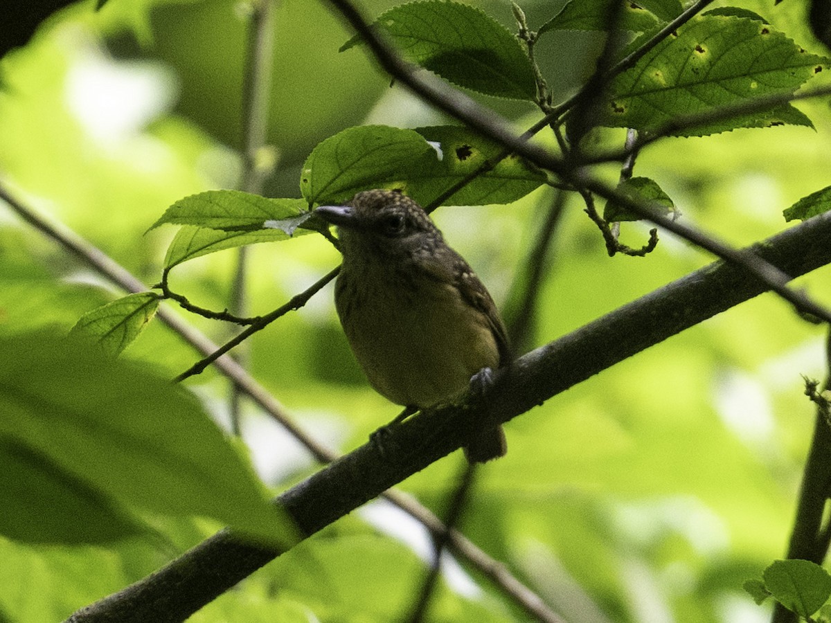 Spot-crowned Antvireo - ML637532683