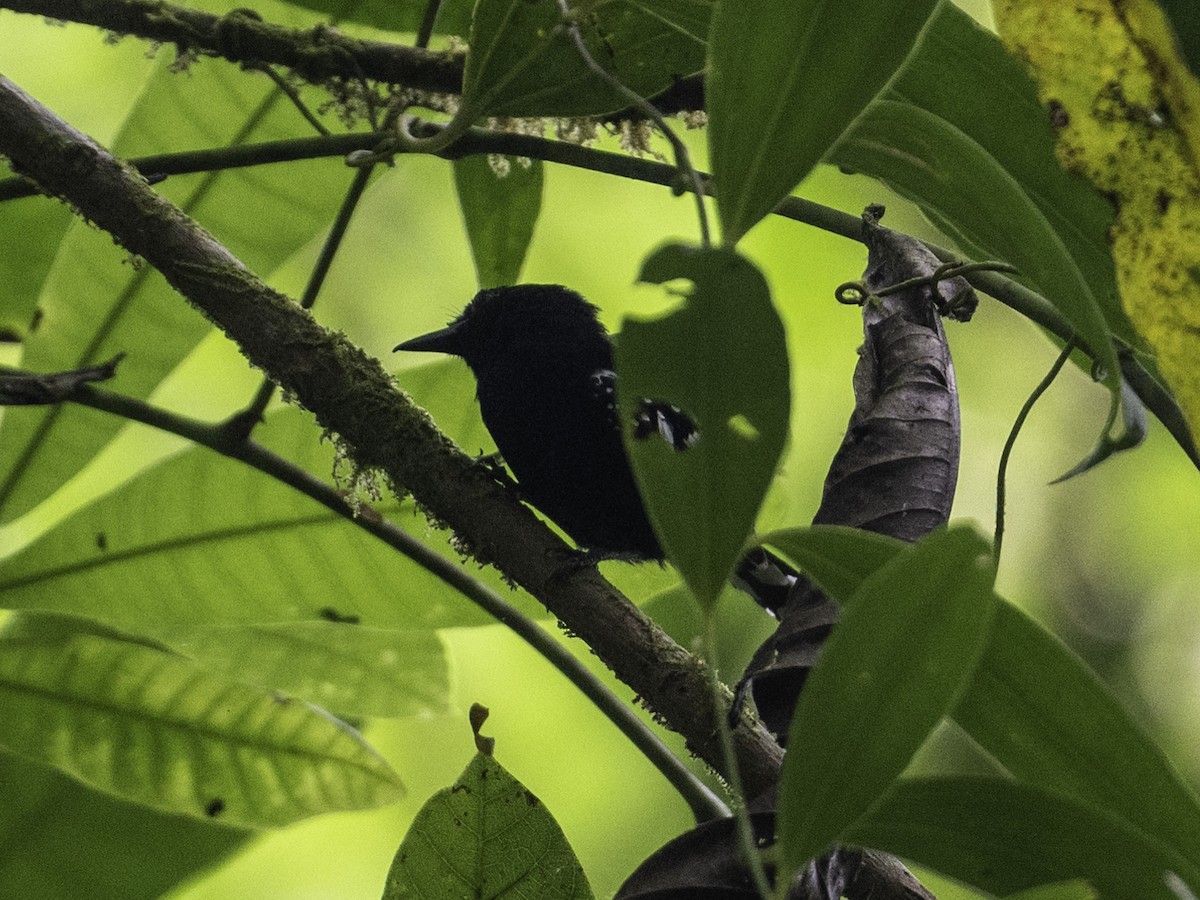 Dot-winged Antwren - ML637532685