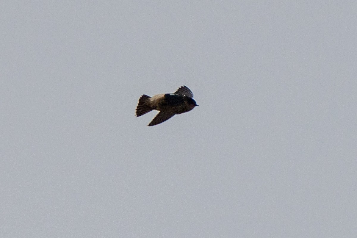 Tree Martin - ML637532731