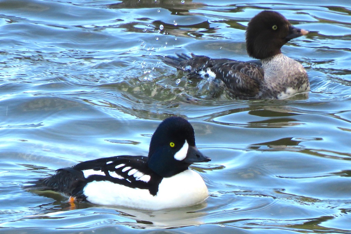 Barrow's Goldeneye - ML637532759