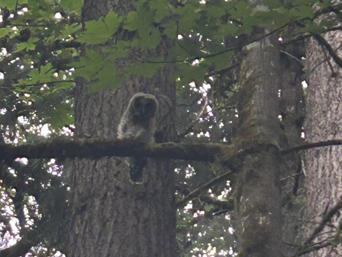 Barred Owl - ML637532788