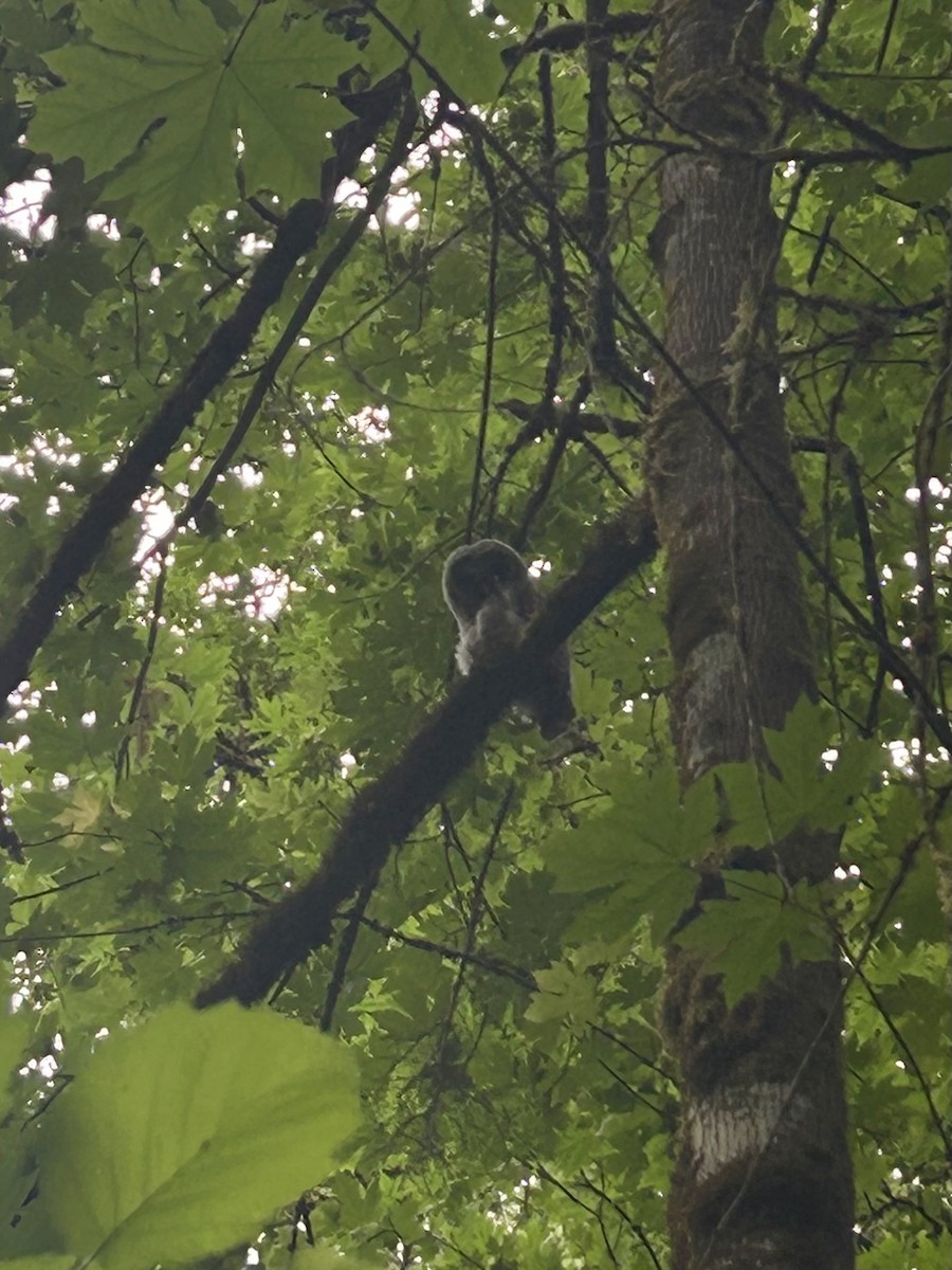 Barred Owl - ML637532789