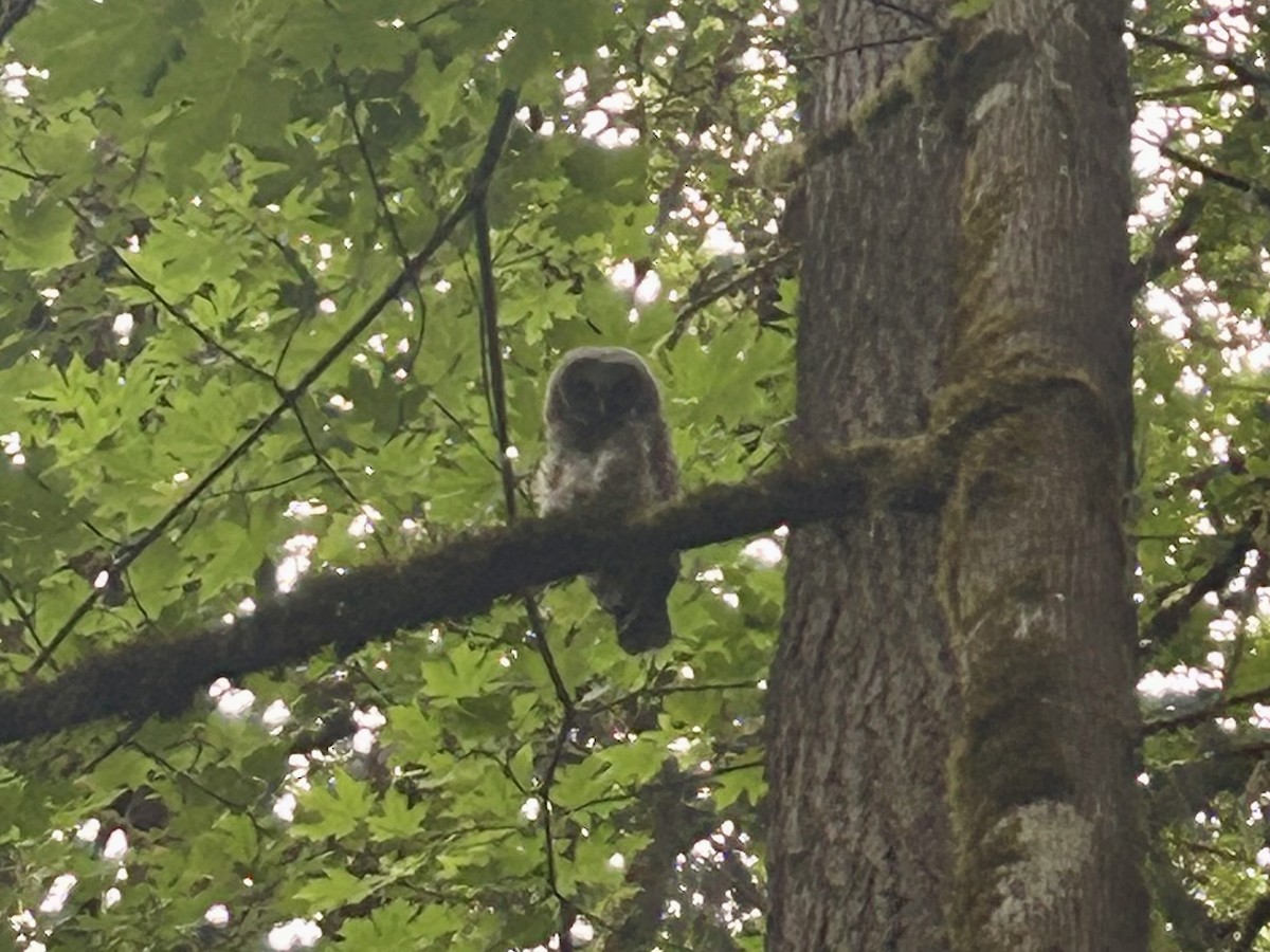 Barred Owl - ML637532790