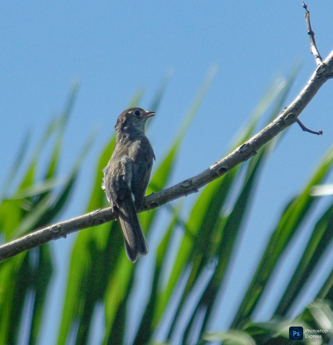 Solitaire de Cuba - ML637532846