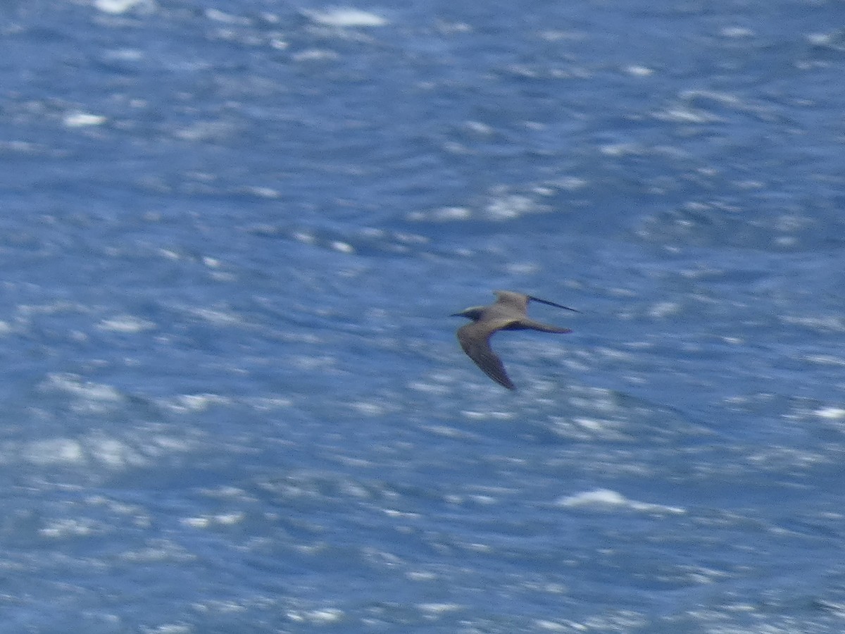 Brown Noddy - ML637532847
