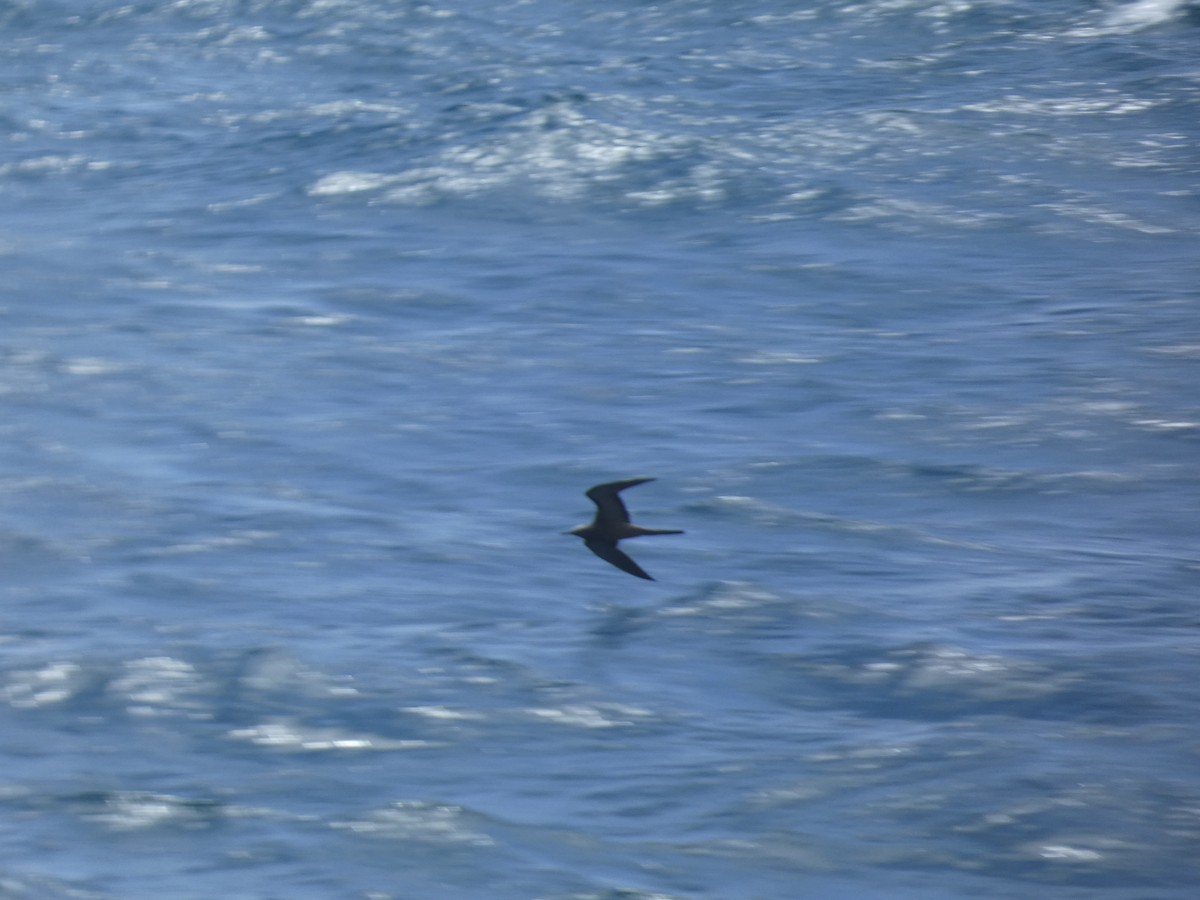 Brown Noddy - ML637532851