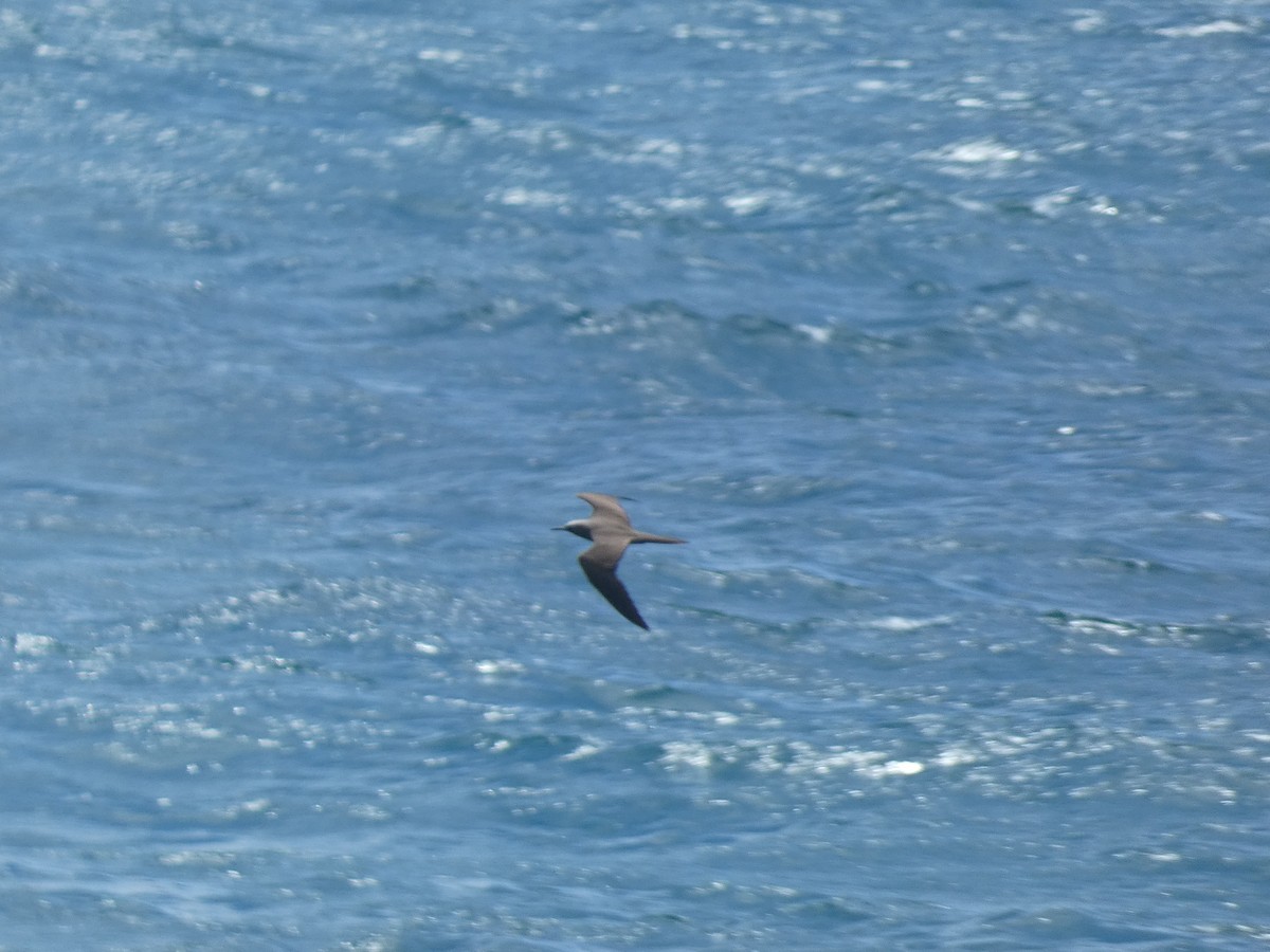 Brown Noddy - ML637532852