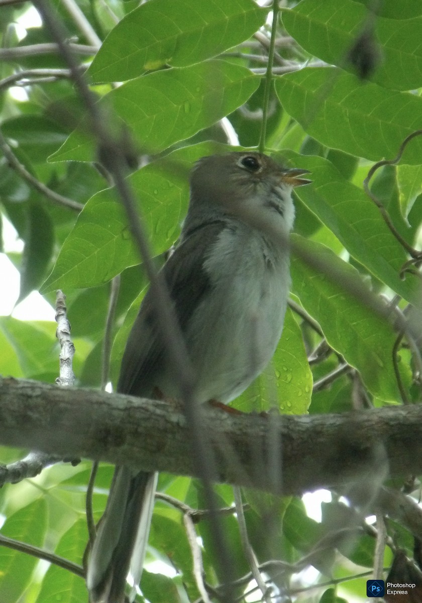Solitaire de Cuba - ML637532853