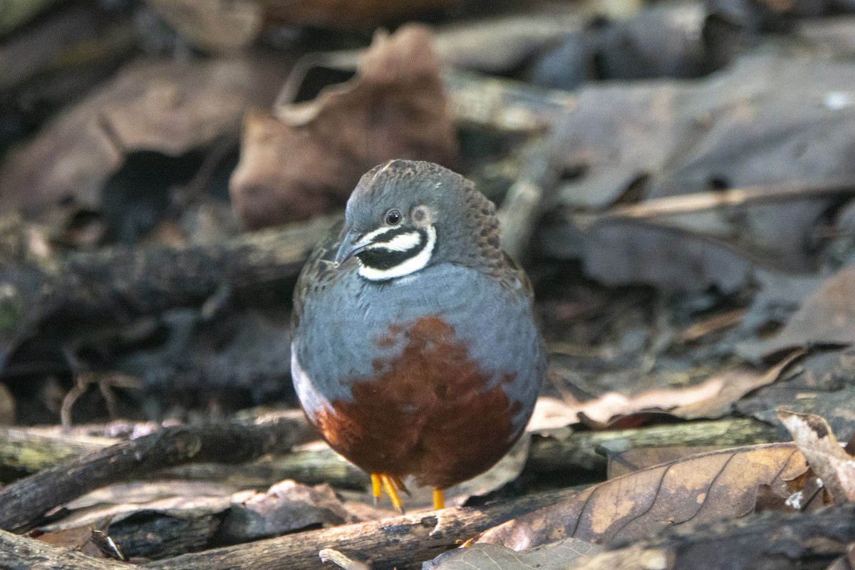 ヒメウズラ - ML637532867