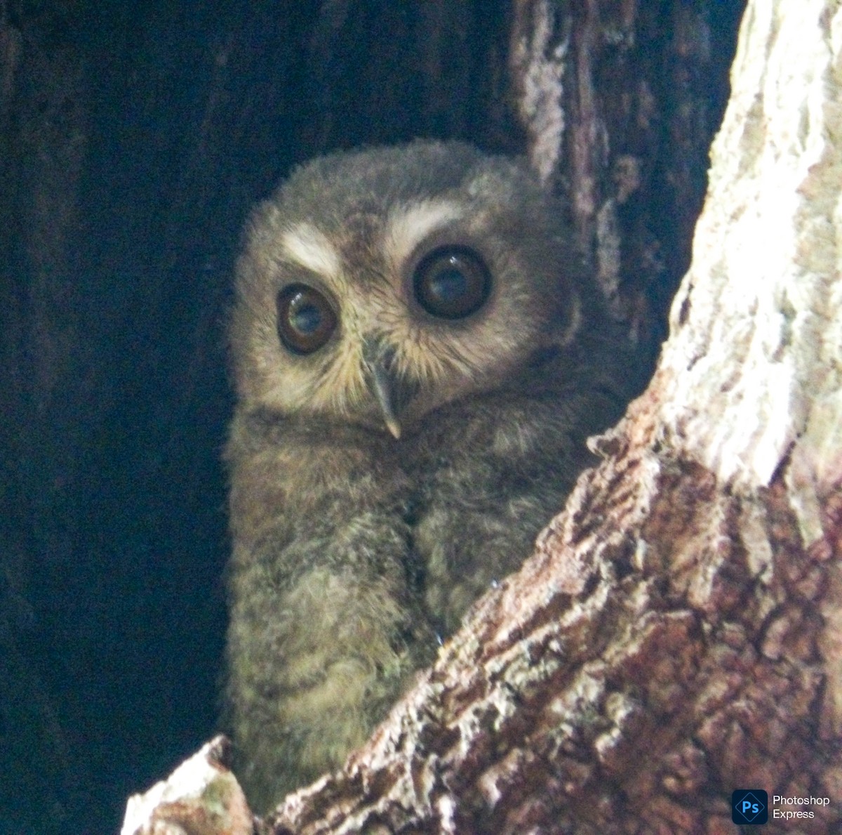 Bare-legged Owl - ML637532876