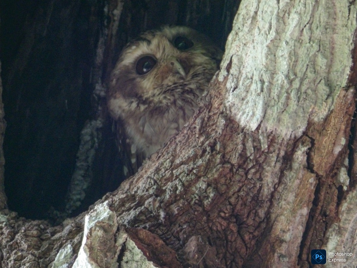 Bare-legged Owl - ML637532882