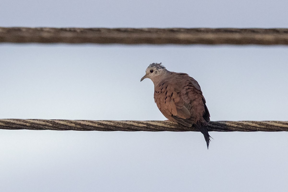 Ruddy Ground Dove - ML637532891