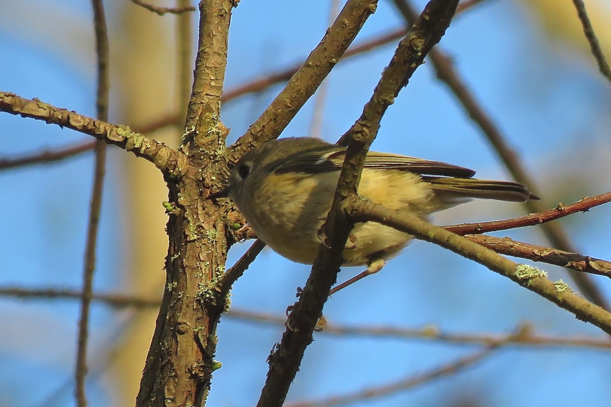 Ruby-crowned Kinglet - ML637532896