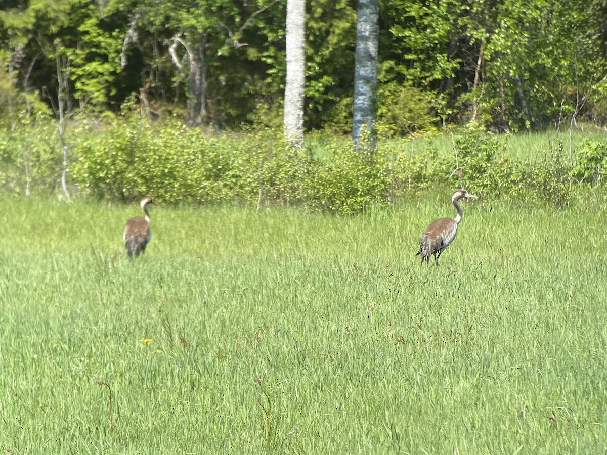 Common Crane - ML637532905