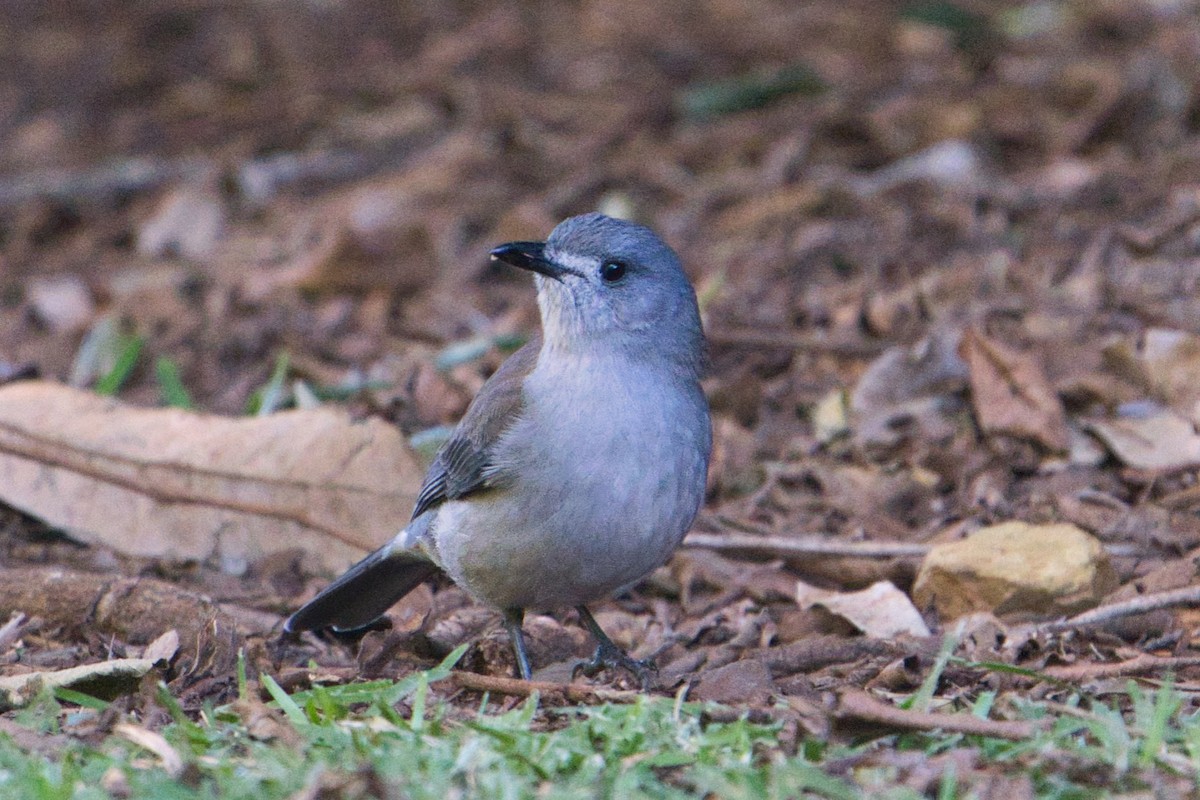 Gray Shrikethrush - ML637532926